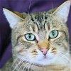 adoptable Cat in , IA named Wendal