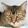 adoptable Cat in , IA named Sienna
