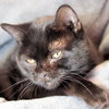 Rotini - Photo 7