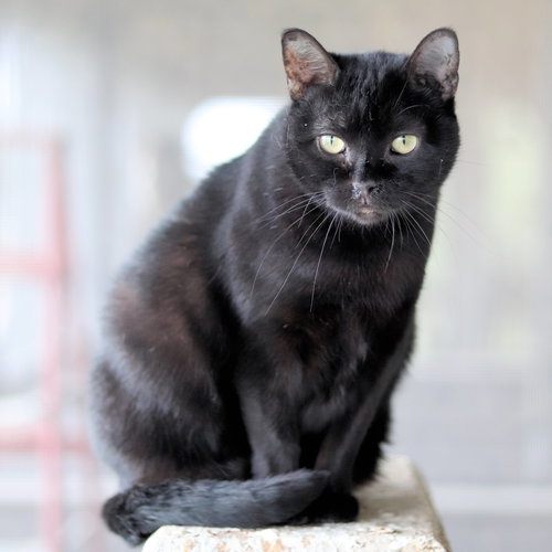 ROTINI - Domestic Short Hair available for adoption