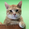Perry - Photo 5