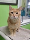 adoptable Cat in estherville, IA named Perry
