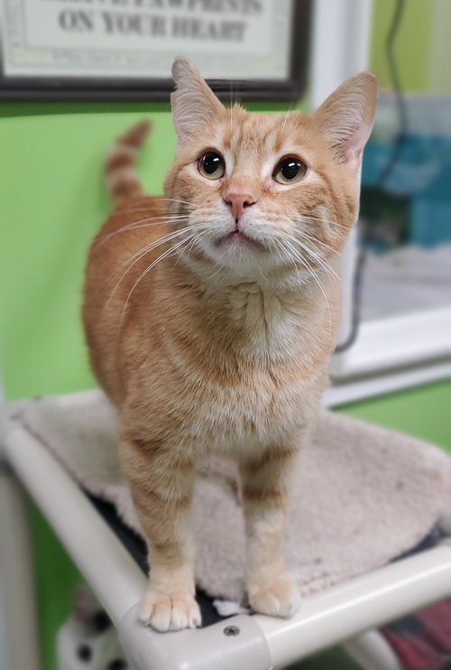 PERRY - Domestic Short Hair available for adoption