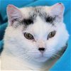 adoptable Cat in estherville, IA named Sheldon