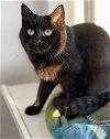 adoptable Cat in estherville, IA named Rainbow