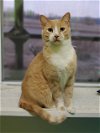 adoptable Cat in estherville, IA named Teddy