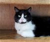 adoptable Cat in estherville, IA named Quimby