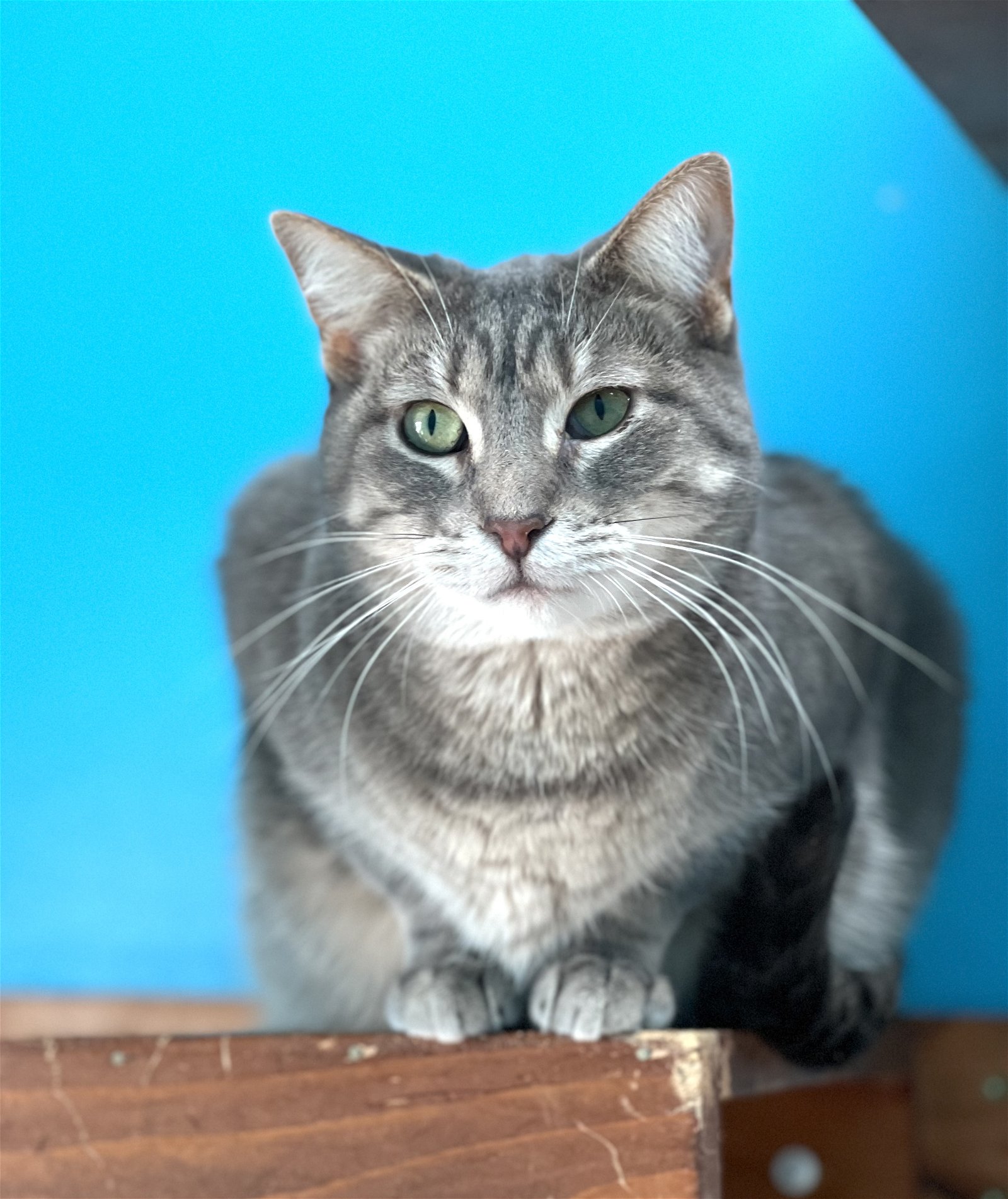 adoptable Cat in Estherville, IA named Coral