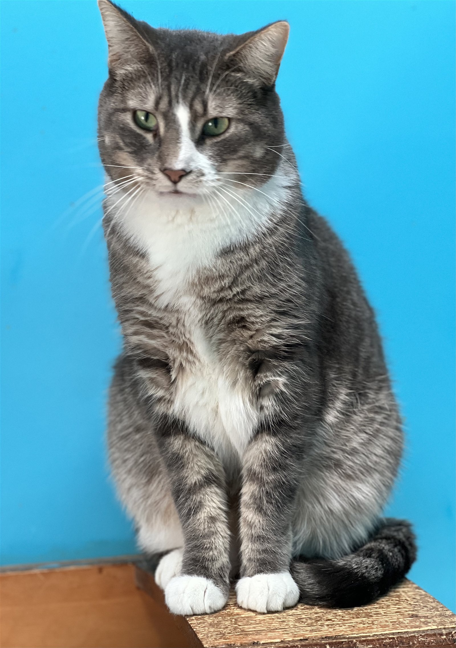 adoptable Cat in Estherville, IA named Conrad