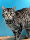 adoptable Cat in estherville, IA named Jasmine
