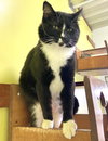 Howard - Photo 2