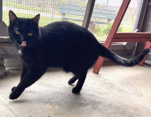 DOUG - Domestic Short Hair available for adoption