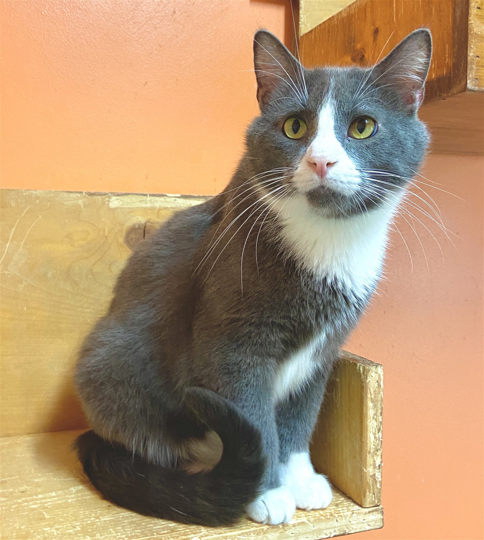 adoptable Cat in Estherville, IA named Dexter