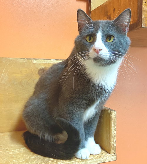 DEXTER - Domestic Short Hair available for adoption