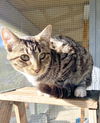 adoptable Cat in , IA named Lizzy