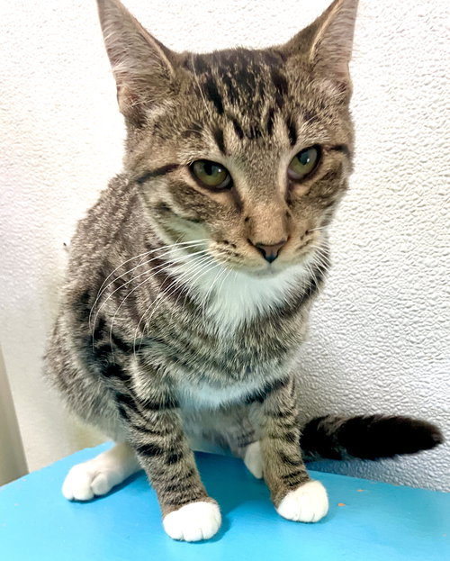 LIZZY - Domestic Short Hair available for adoption