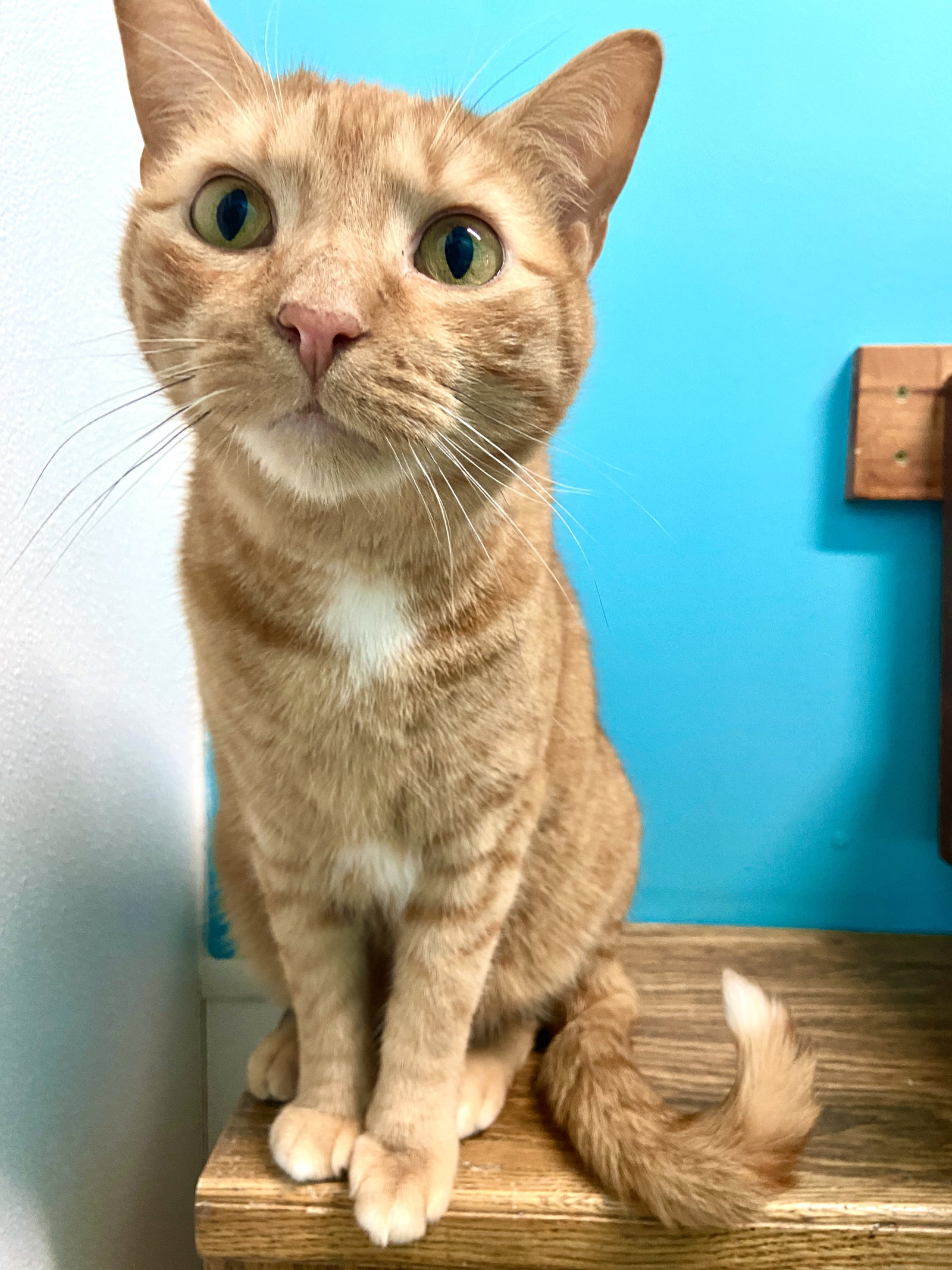 Cats for Adoption in Faribault County, Minnesota Alpha Paw