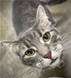adoptable Cat in estherville, IA named Mary
