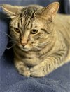 adoptable Cat in estherville, IA named Mufasa