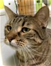 adoptable Cat in estherville, IA named Mavis
