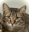 adoptable Cat in Estherville, IA named Brandy