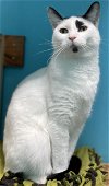 adoptable Cat in estherville, IA named Melody