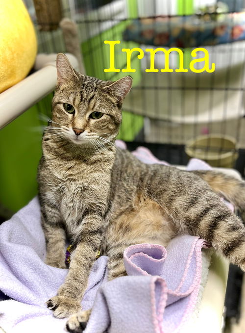 picture of the cat needing adoption