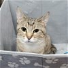 adoptable Cat in estherville, IA named Irma