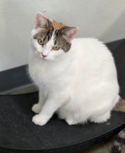 MARY ANNE - Domestic Short Hair available for adoption
