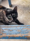 Shawna - Photo 1