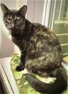 adoptable Cat in estherville, IA named Shawna