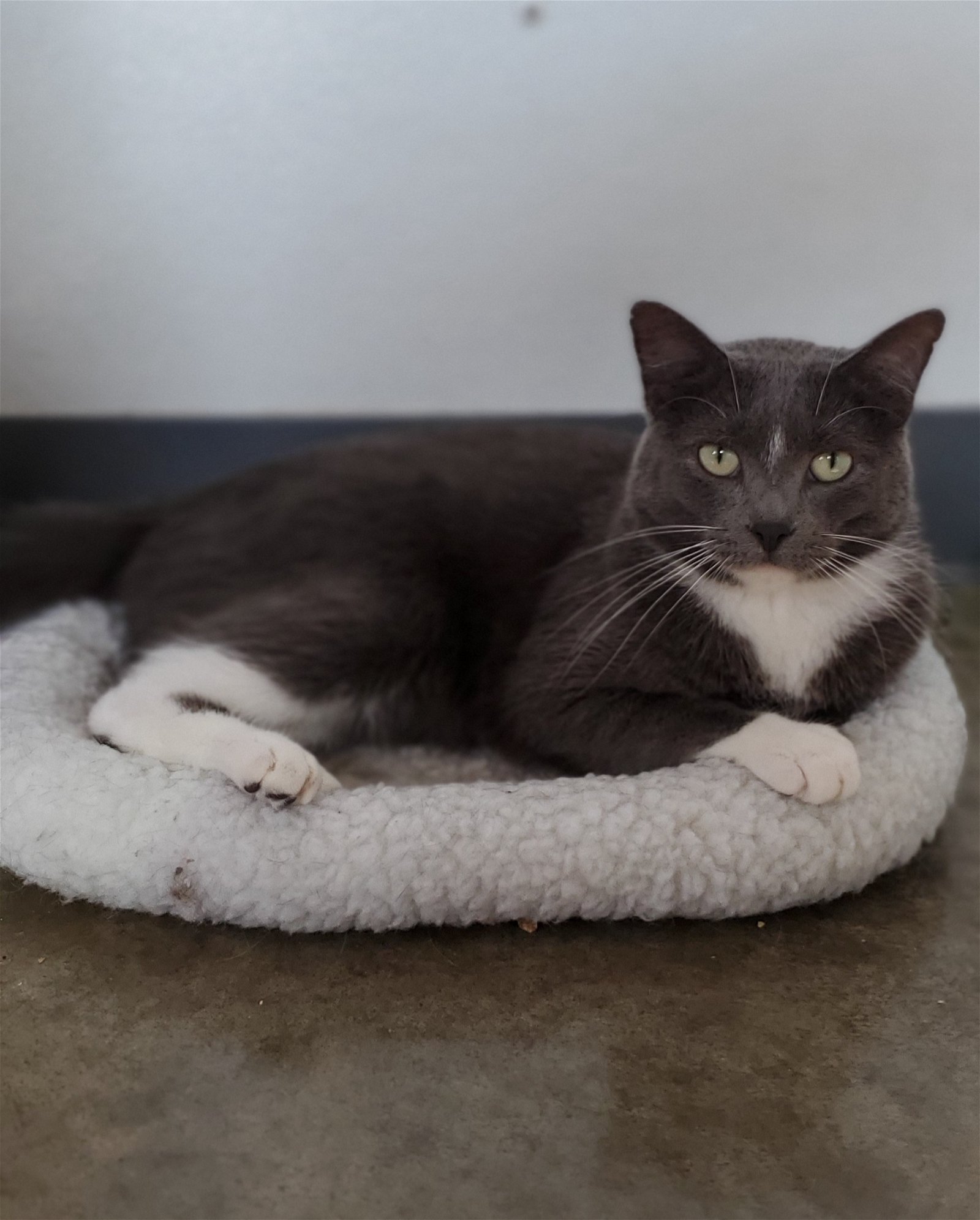 adoptable Cat in Estherville, IA named Cloud Chomper