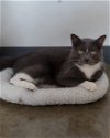adoptable Cat in , IA named Cloud Chomper