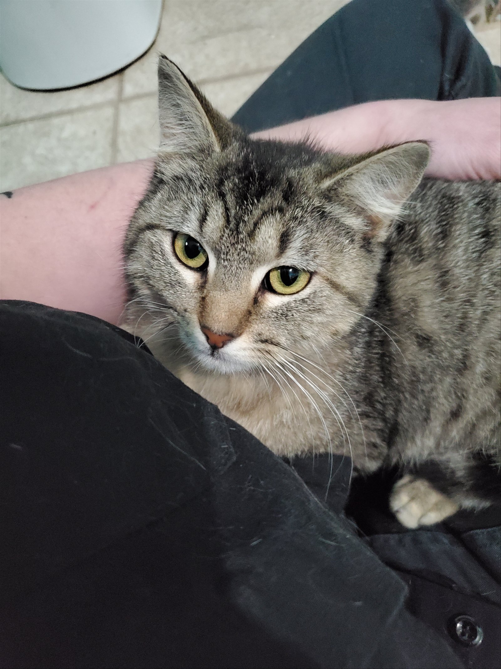 adoptable Cat in Estherville, IA named Plum