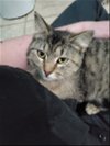adoptable Cat in estherville, IA named Plum