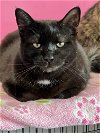 adoptable Cat in estherville, IA named Onyx