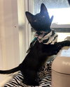 Chia - Photo 4