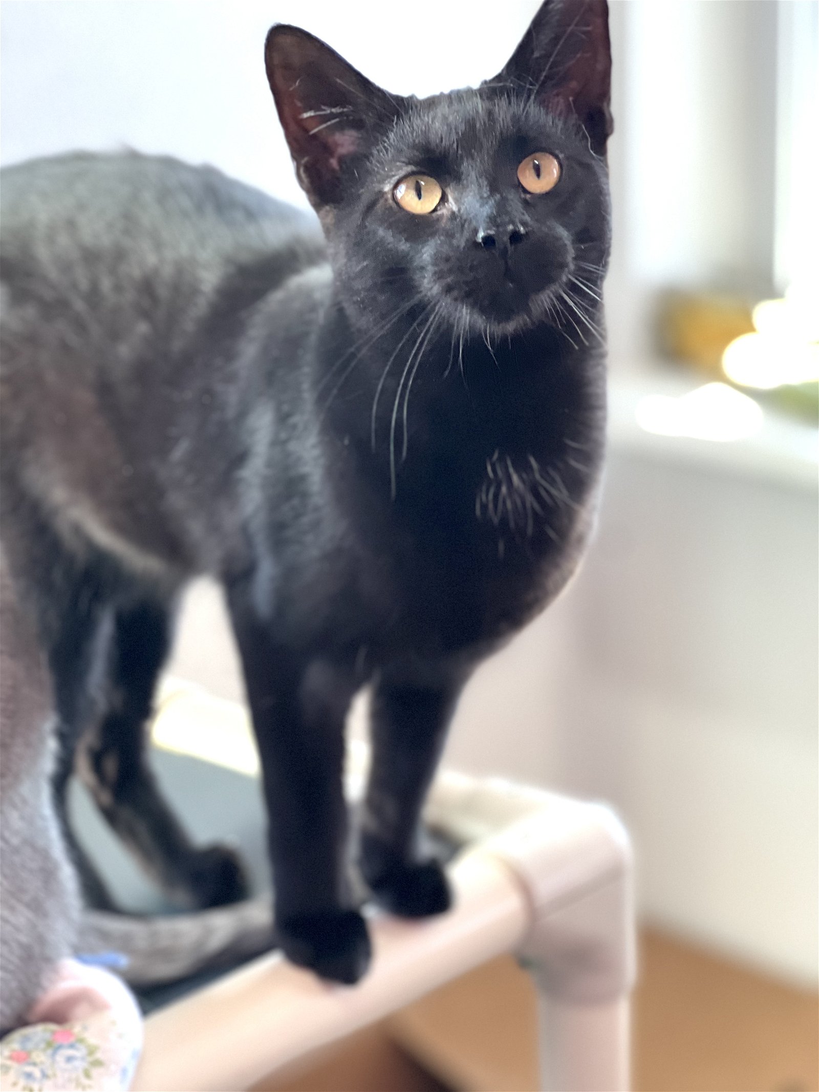 adoptable Cat in Estherville, IA named Chia
