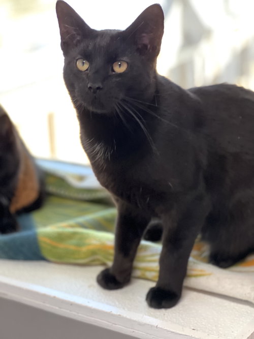 CHIA - Domestic Short Hair available for adoption
