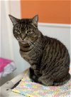 adoptable Cat in estherville, IA named Snickers