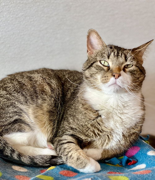 picture of the cat needing adoption