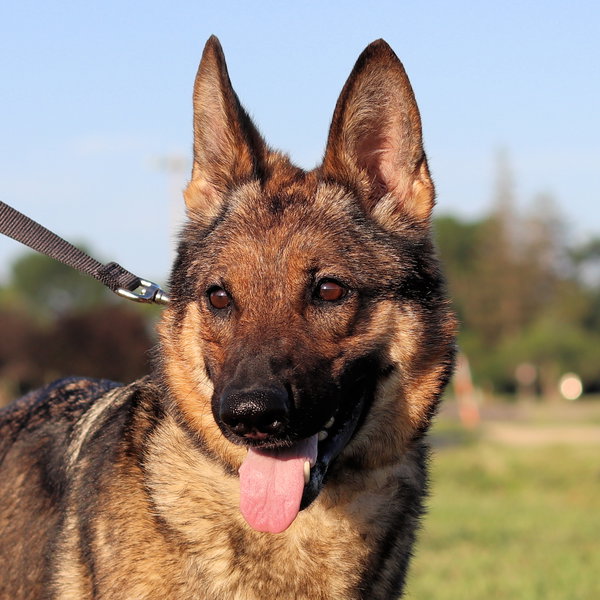 Nova