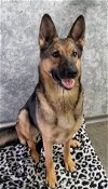 adoptable Dog in estherville, IA named Nova