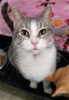 adoptable Cat in estherville, IA named Snot