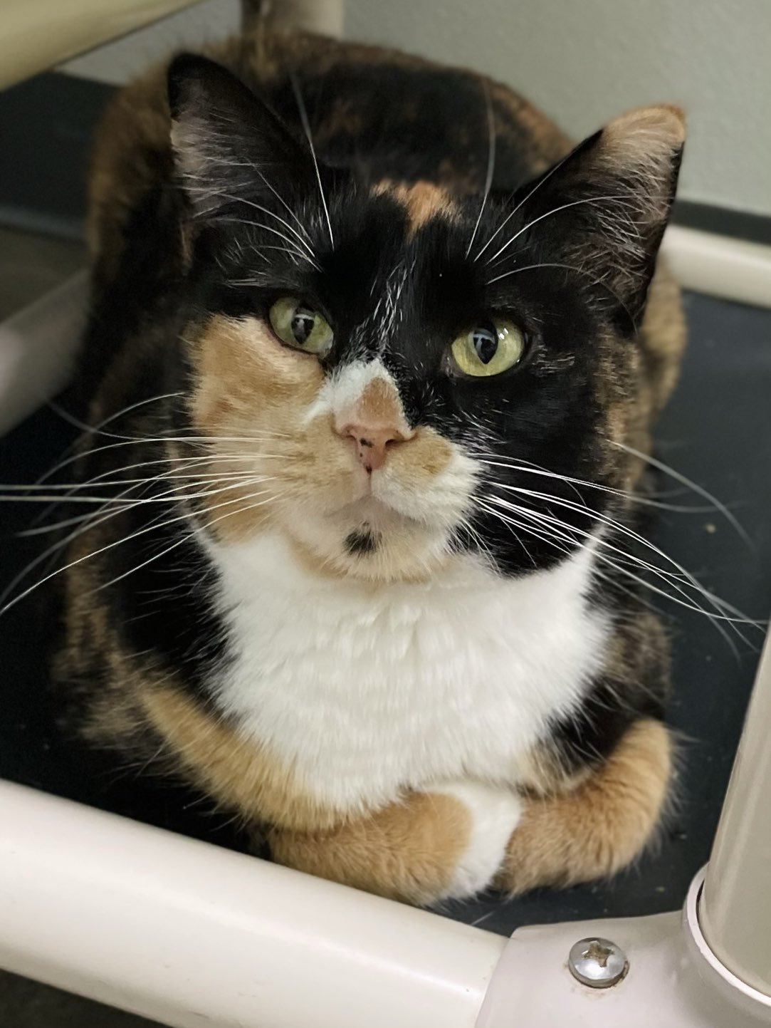 adoptable Cat in Estherville, IA named Hope