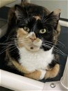 adoptable Cat in estherville, IA named Hope