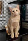 adoptable Cat in estherville, IA named Gilligan