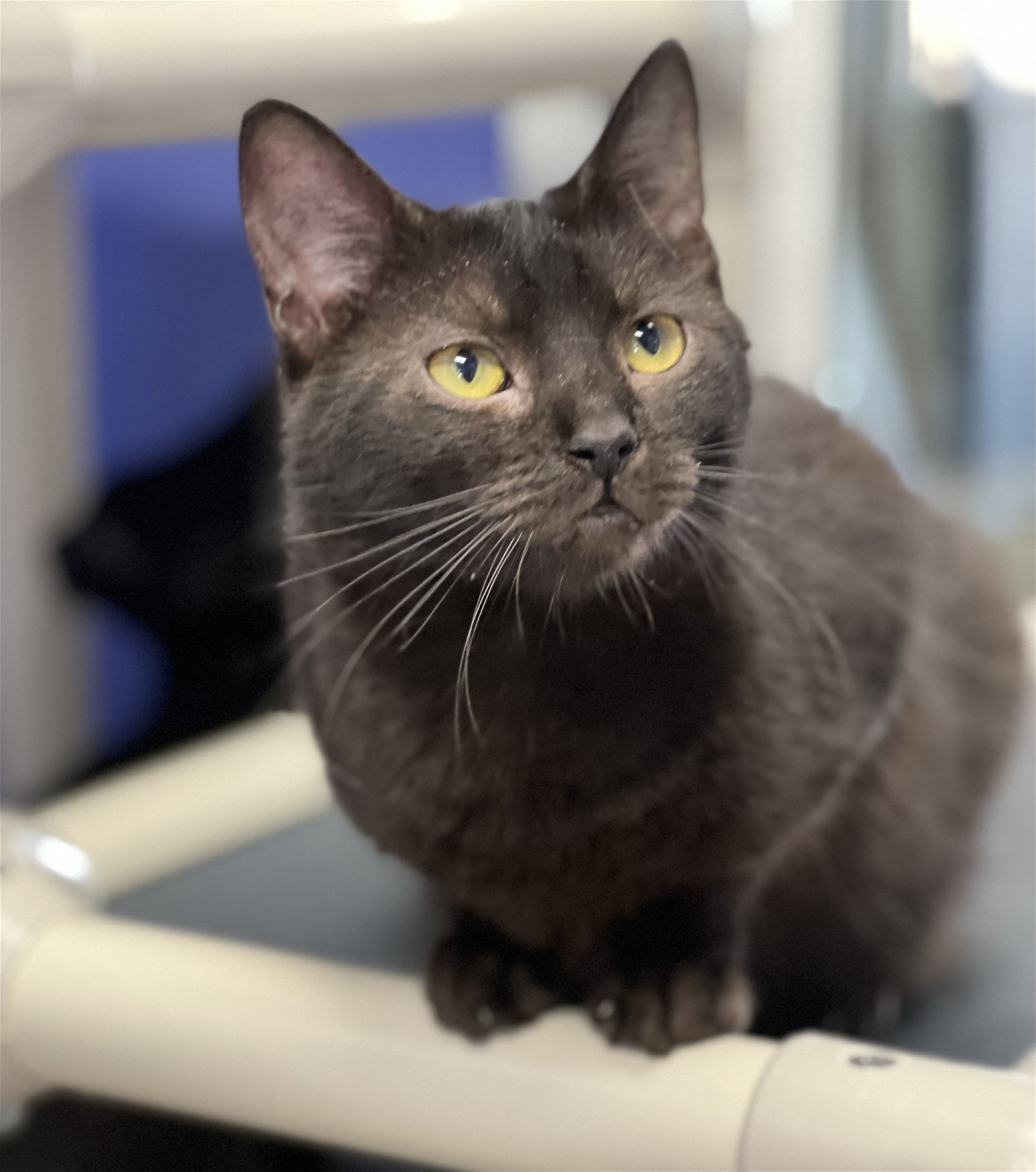 adoptable Cat in Estherville, IA named Charisma