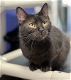 adoptable Cat in , IA named Charisma