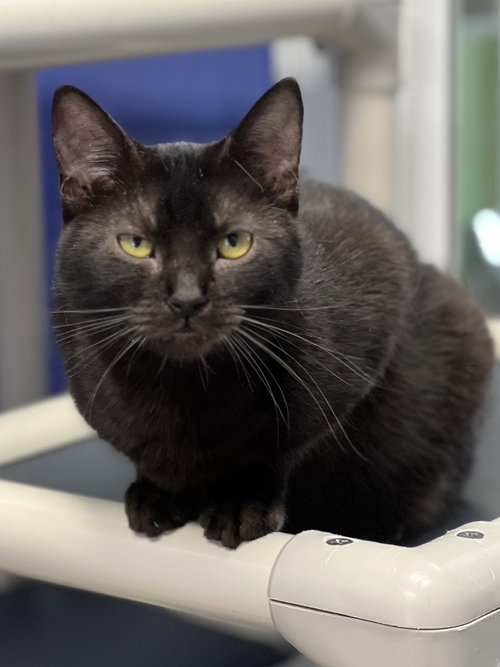 CHARISMA - Domestic Short Hair available for adoption